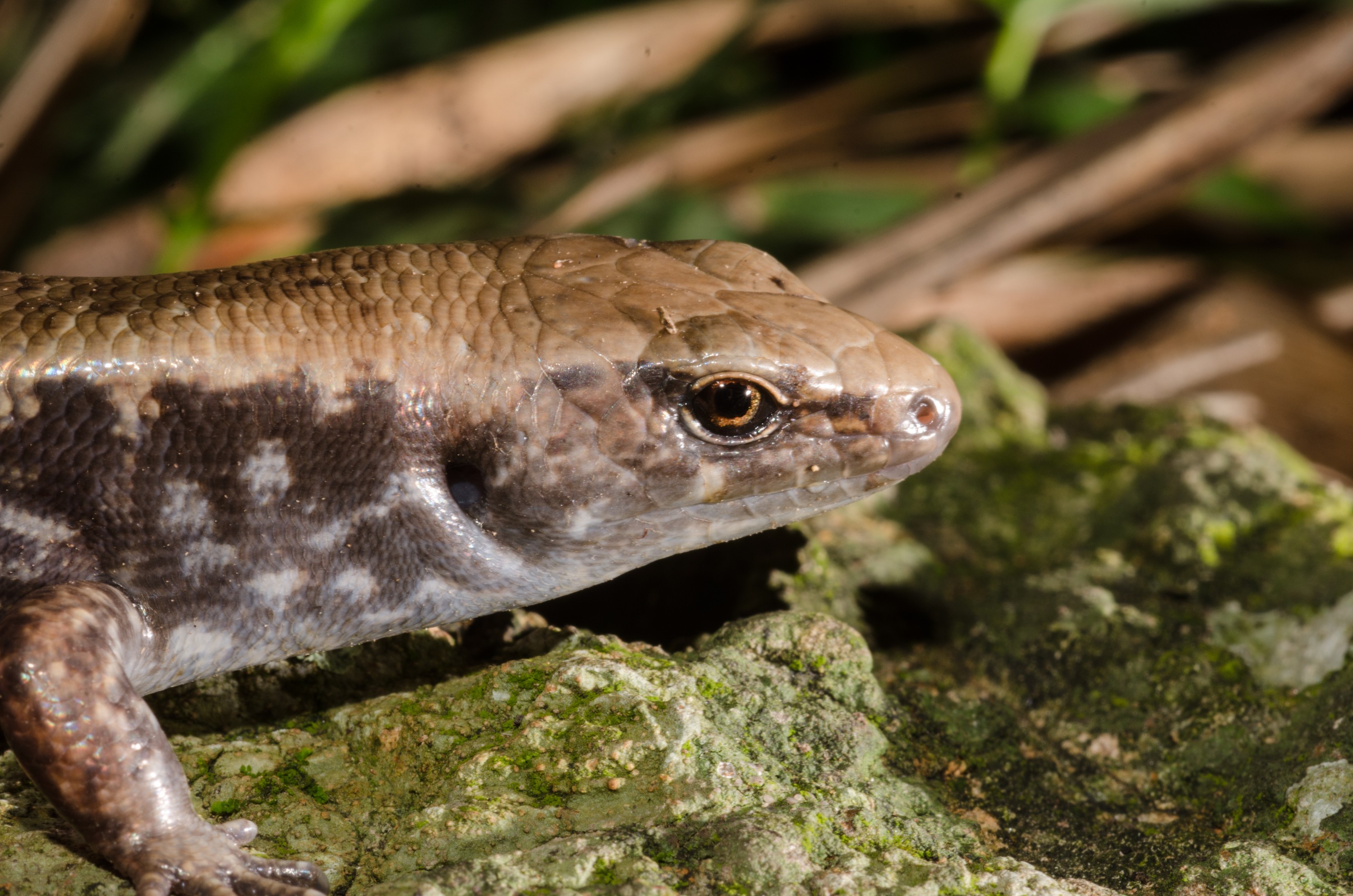 DSC_5870 – Ornate, skink, Cyclodina, ornata, lizard, far north, north far, Olivers, Skink, Oligosoma, oliveri, lizard, poor, knight, islands, Crispin, reptiles, amphibians, rare, cold, blood, new, new zealand, zealand, nz